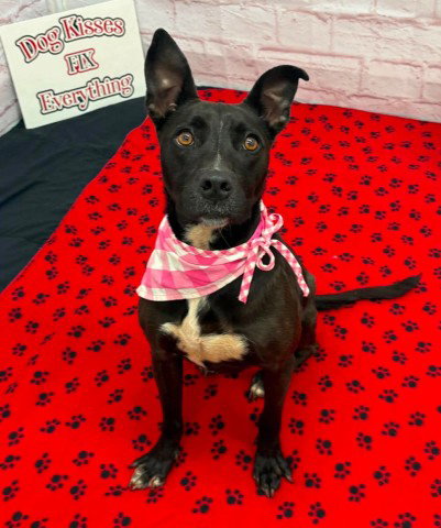 MOUNDIE, an adoptable dog