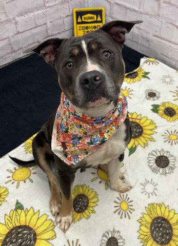 ADI, an adoptable dog