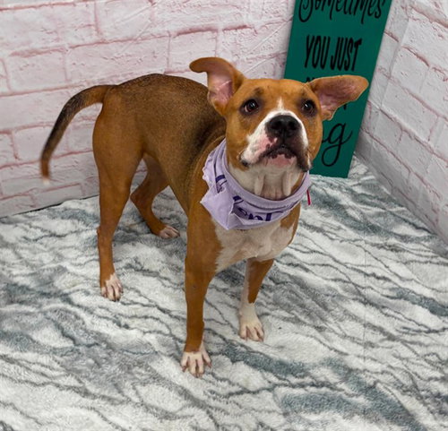 KEPI, an adoptable dog