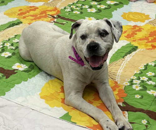 PANSIE, an adoptable dog