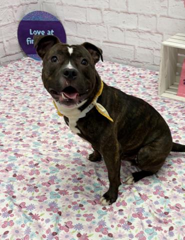 LEVIATHAN, an adoptable dog