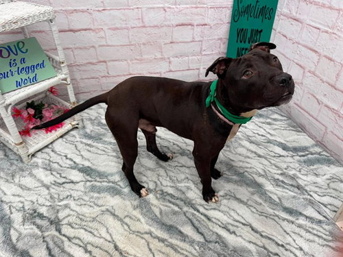 BROPHY, an adoptable dog