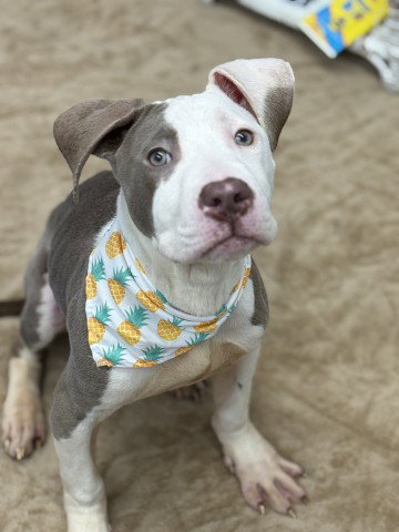 BRASSO, an adoptable dog