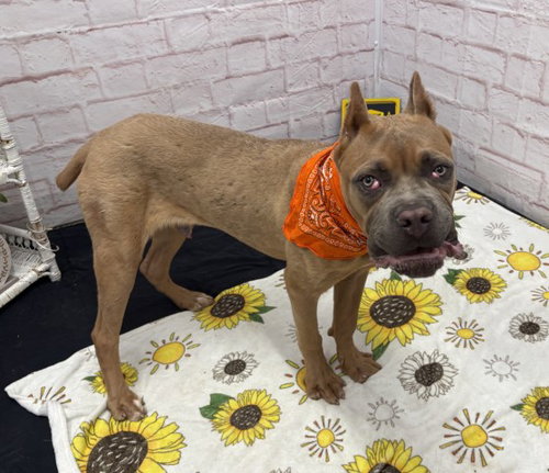 SEEGER, an adoptable dog