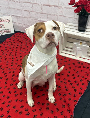SASSY CASSIE, an adoptable dog