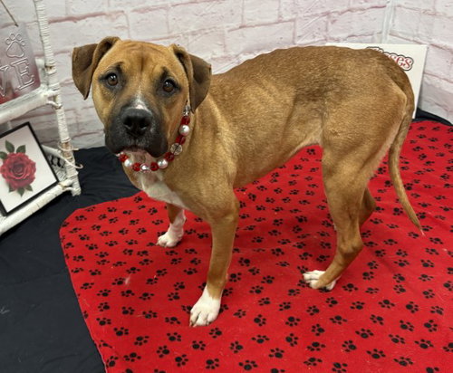 CINNAMON, an adoptable dog