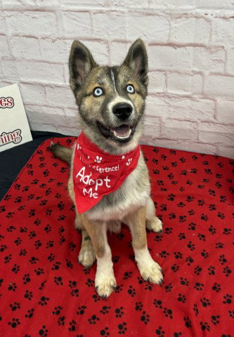 RUSTIN, an adoptable dog