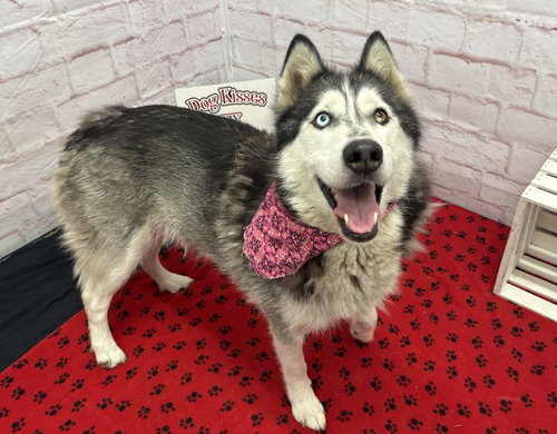 LUNA, an adoptable dog