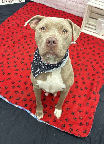 COCO, an adoptable dog