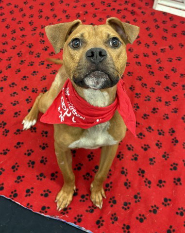 DIPSETTE, an adoptable dog