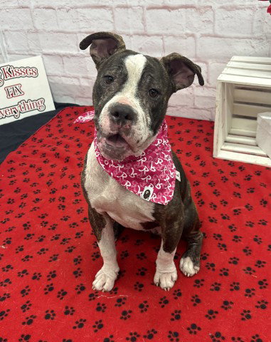 RIA TIA, an adoptable dog