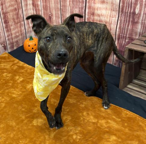 WATERFALL, an adoptable dog