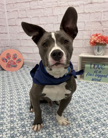 BLINKY BEANS, an adoptable dog