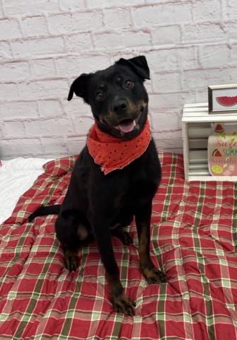 TOPIARY NOSE, an adoptable dog