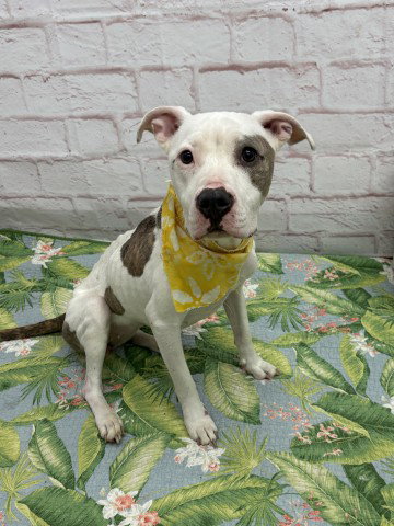 PRINCESS PUPPY, an adoptable dog
