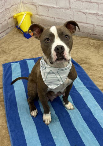 KRISHNA, an adoptable dog