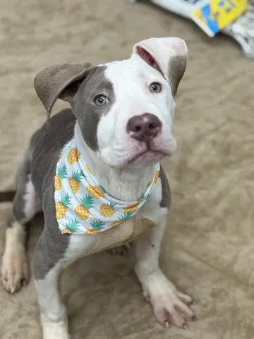 Brasso - Pit Bull Terrier