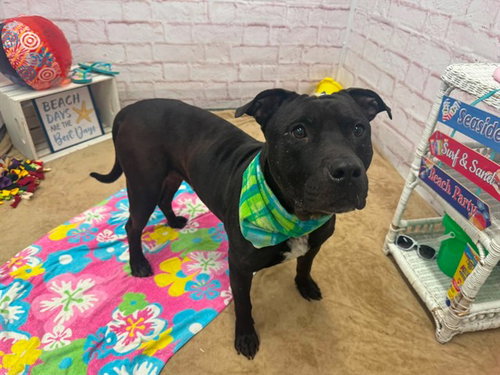 MONSON, an adoptable dog