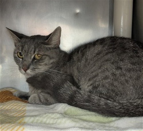 picture of the cat needing adoption