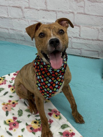MR. WIGGLES, an adoptable dog