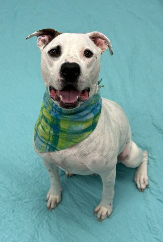 SQUID, an adoptable dog