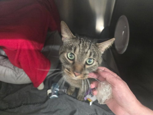 picture of the cat needing adoption