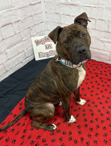 CANAAN, an adoptable dog