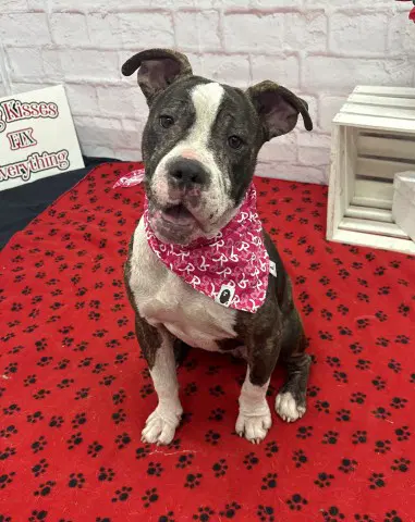 Ria Tia - Pit Bull Terrier