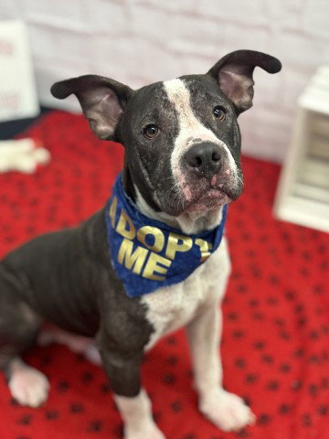 COOKIE DELIGHT, an adoptable dog