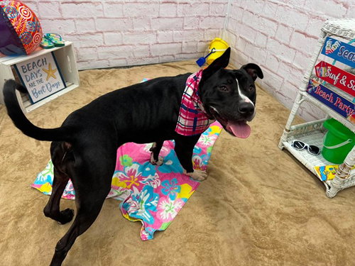 JADE JASMINE, an adoptable dog