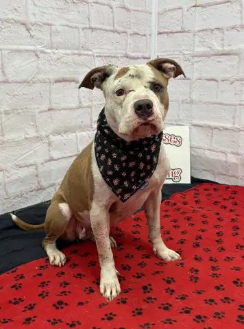 Cooley - Pit Bull Terrier