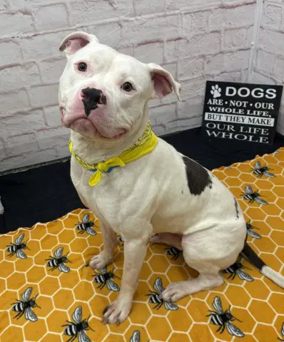 Yo Diggity - American Bulldog