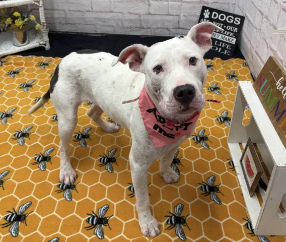 Sicilys Pizzeria - American Staffordshire Terrier