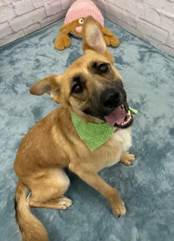Canela image 1