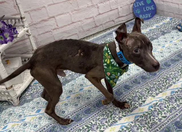 Kingsley - Pit Bull Terrier