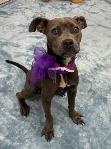 Ottava Via - Pit Bull Terrier