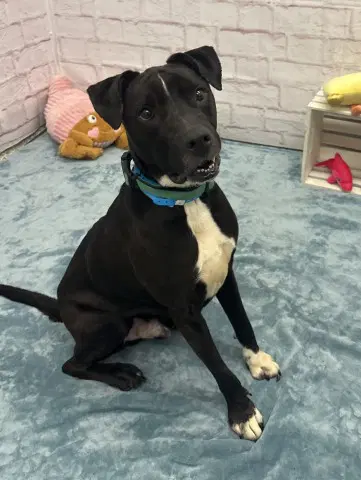 Bentley - Pit Bull Terrier