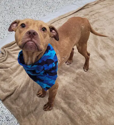 Piquero - Pit Bull Terrier