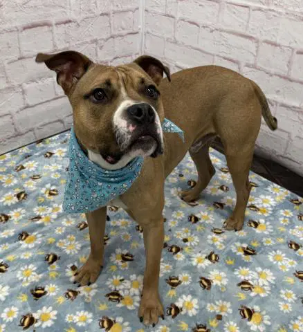 Banana Pudding - Boxer