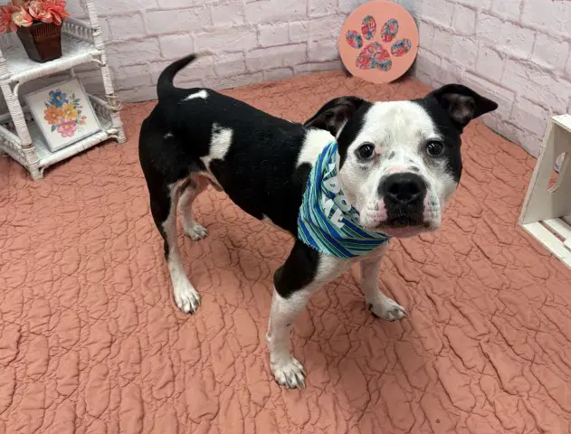 Clang - American Staffordshire Terrier