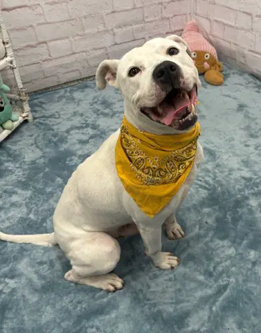 Gumble Bumble - Pit Bull Terrier