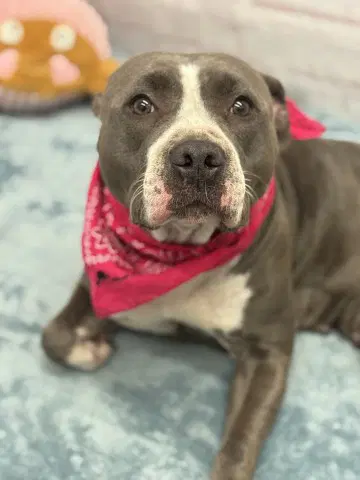 Besa - Pit Bull Terrier