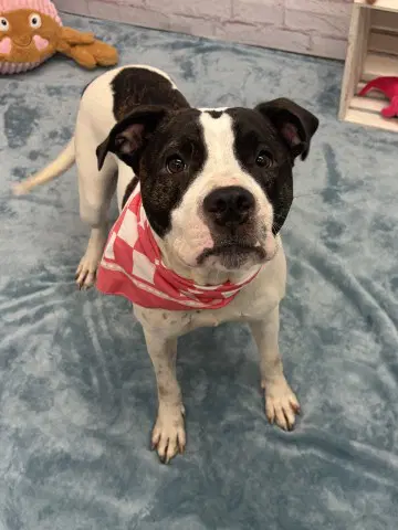Red Robin - Pit Bull Terrier