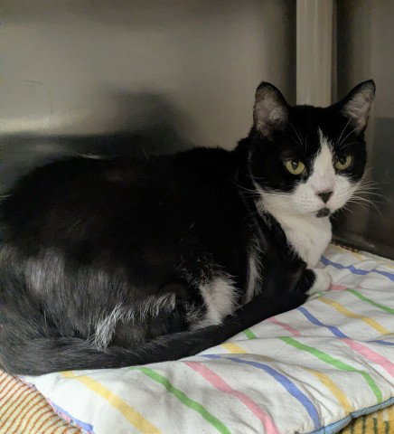 picture of the cat needing adoption
