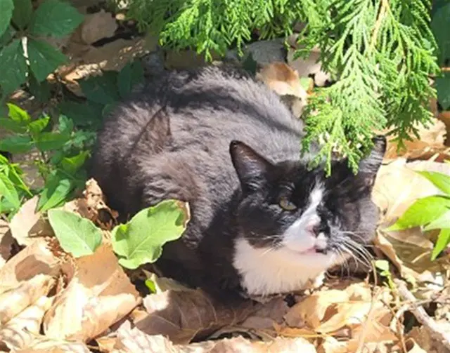 Ri-Ri - Domestic Short Hair