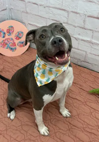 Love - Pit Bull Terrier