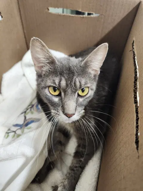 Mouse Fleur - Domestic Short Hair