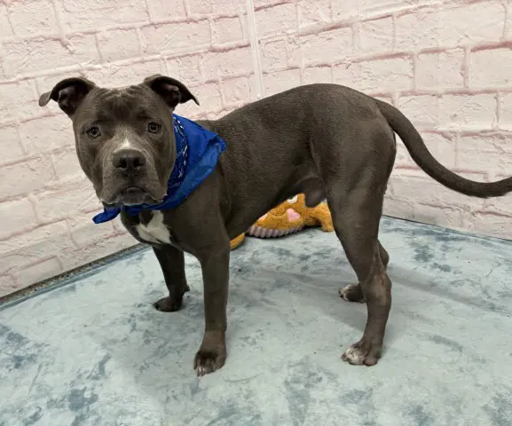 Abagor - Pit Bull Terrier