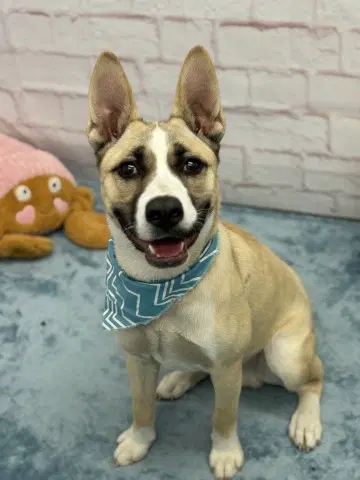Young Man - Akita