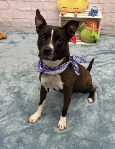Applebees - Pit Bull Terrier